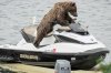 this-bear-riding-on-a-jet-ski-is-the-most-alaska--1-13555-1375919593-1_big.jpg
