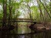 Congaree-11.jpg