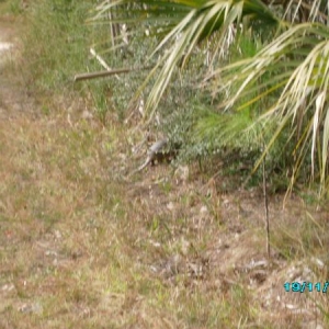 Can you spot the armadillow