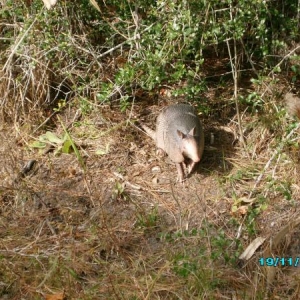 Yet another picture of an armadillo