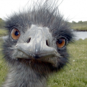 emu