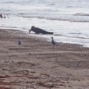 A gator walking down the beach.  Wanna go for a swim?