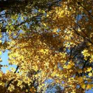 golden leaves overhead