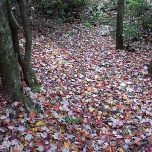 Fall colors of Savage Gulf