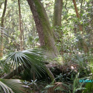 Werner-Boyce Salt Springs State Park