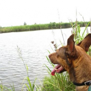 Goose Creek: He wants to jump in the water