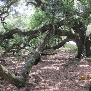 A tree we walked under