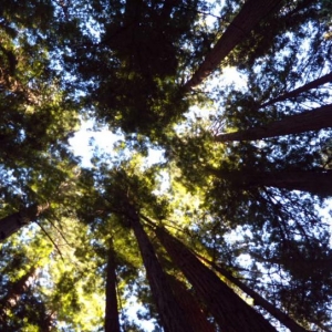 Muir Woods