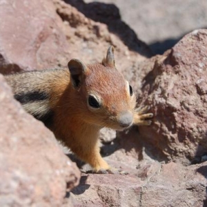 My lil friend on top of Mt. Lassen