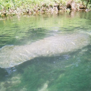 Manatee