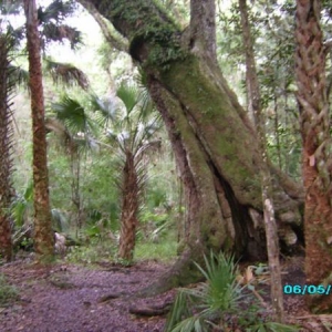 A tree we had to walk under