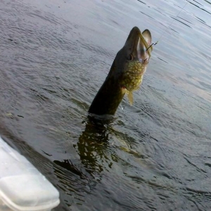 first nice pickerel in the yak