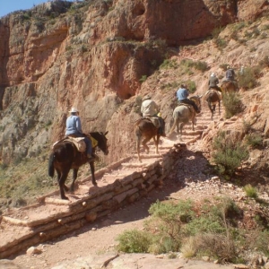 Mule train on the South Kaibab trail, Grand Canyon NP