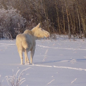 White Moose