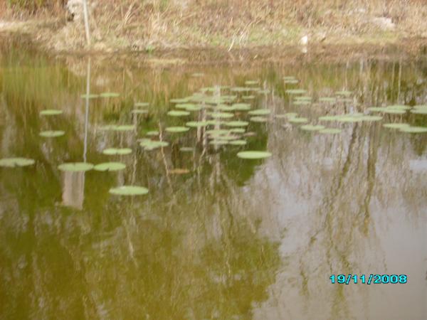 Another pond along the path