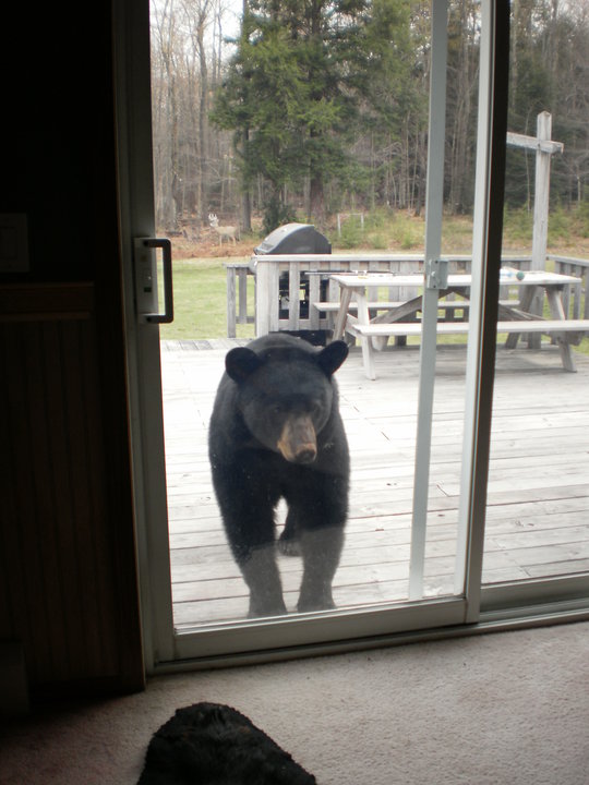 Bear at patio door