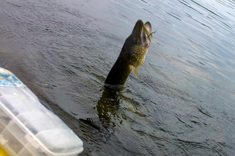 first nice pickerel in the yak