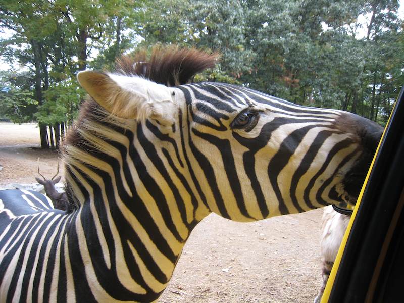 Zebra