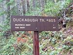 Duckabush River Trail #803