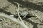 Lizard stopped to pose