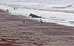 A gator walking down the beach.  Wanna go for a swim?