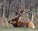 Pennsylvania elk.