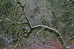 Licorice fern on a maple.