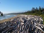 Long Beach Logs - anybody need any firewood?