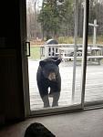 Bear at patio door